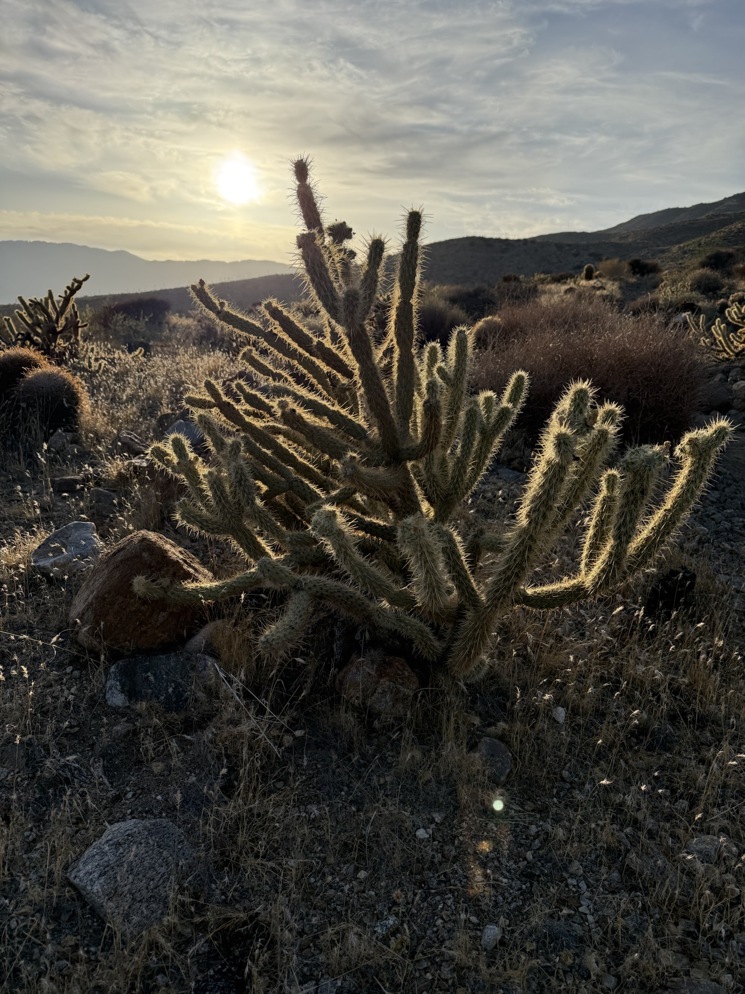 PCT Day 8: Julian to Mile 84.5 (May 26)